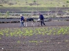 lanzatrekk-wandern-auf-lanzarote-tour-2-nordkratertour