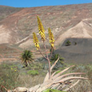 Lanzarote Wanderung Tour 8