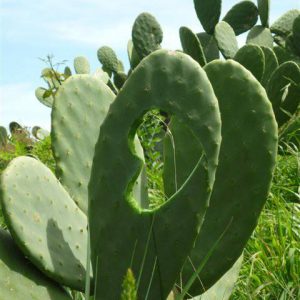 lanzarote wandern herz opuntie