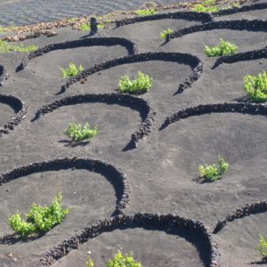 Wandern Lanzarote La Geria Wein