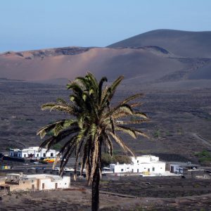 wanderurlaub lanzarote lanzatrekk palme