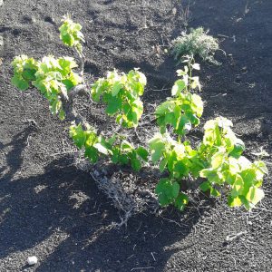 Lanzarote Weinanbau Mancha Blanca Lanzatrekk