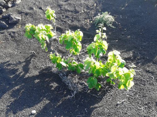 Lanzarote Weinanbau Mancha Blanca Lanzatrekk